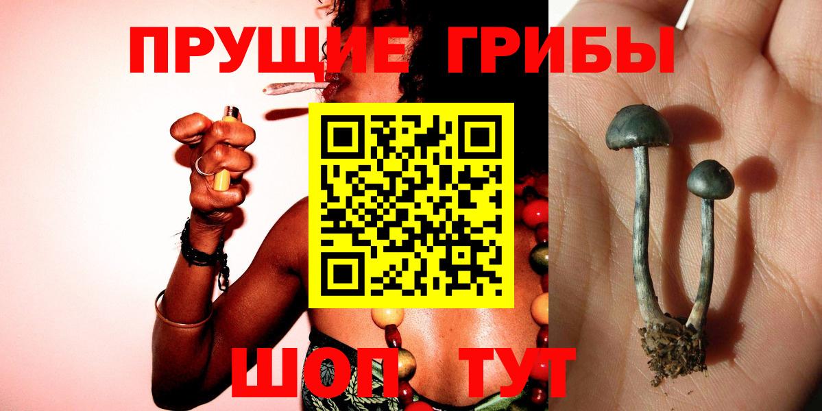 Северск  Псилоцибиновые грибы Psilocybine cubensis  купить  цена  Вход с VPN  Галлюциногенные грибы GOLDEN TEACHER 